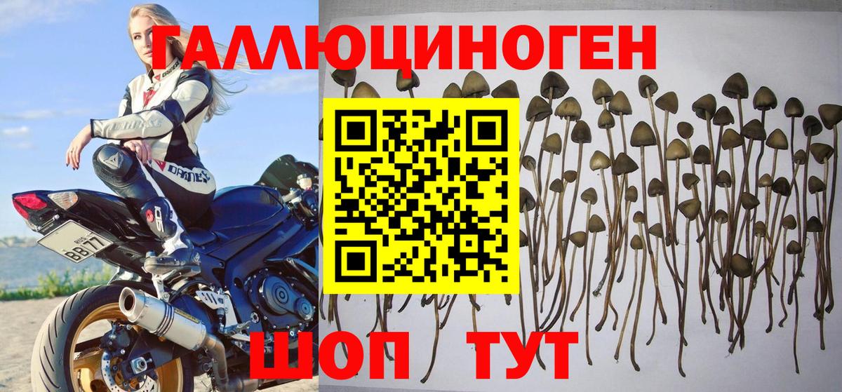 Галлюциногенные грибы Psilocybe Славгород